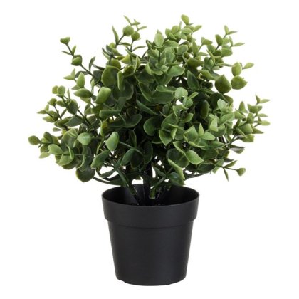 Ghiveci Decorativ din Plastic Negru cu Planta Buxus Ø9x25cm