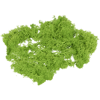 Mușchi decorativ