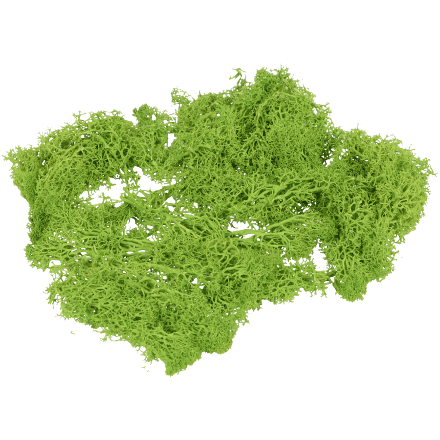 Mușchi decorativ